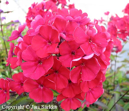 Phlox paniculata 'Starfire'